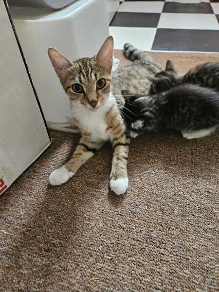 What should we name our cat?