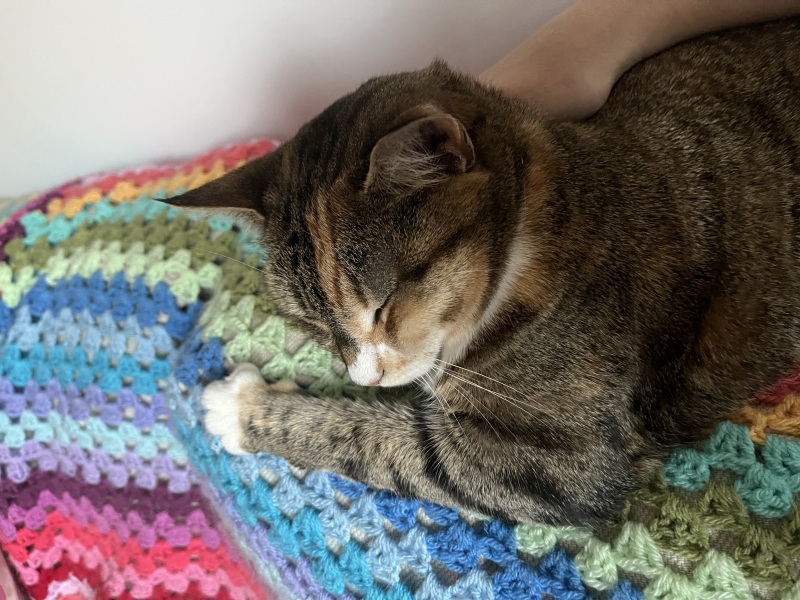 Roond and roond and up and doon - the Excellent Cats roam aboot