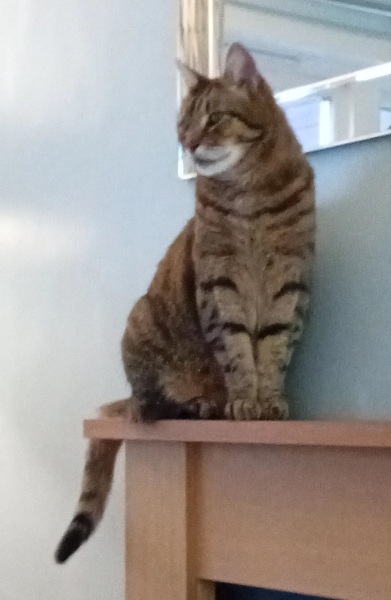 Roond and roond and up and doon - the Excellent Cats roam aboot