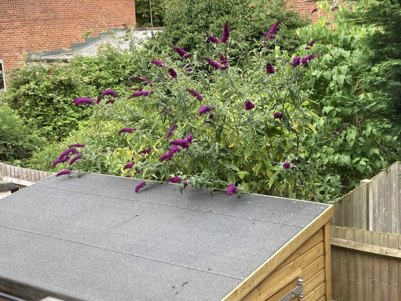 Neighbour's buddliea leaning on my shed