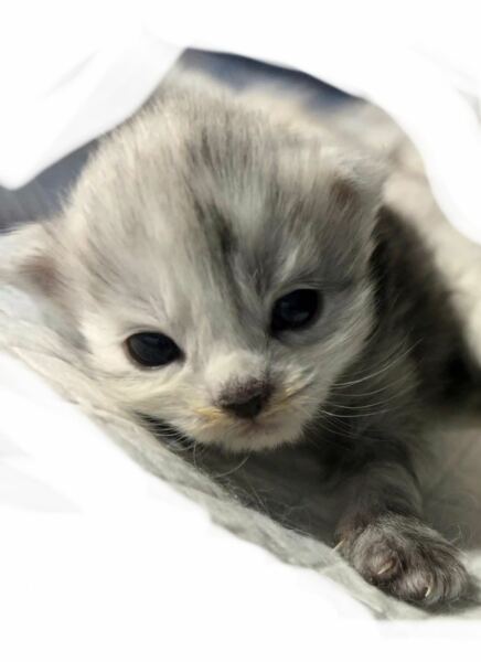 Naming the kitten