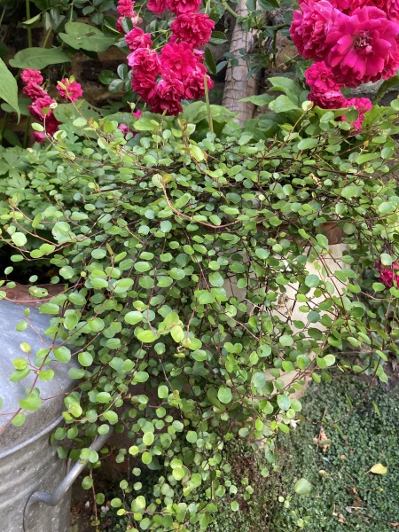 Wild Saturday night chat- Gardening