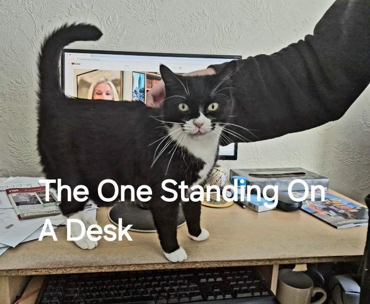 Roond and roond and up and doon - the Excellent Cats roam aboot