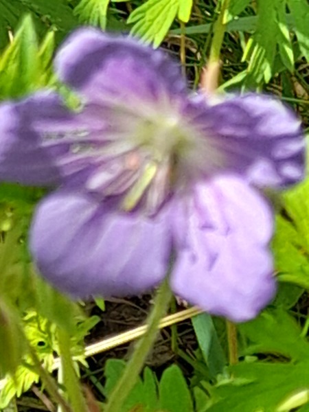 Weeds Have Rights Too !