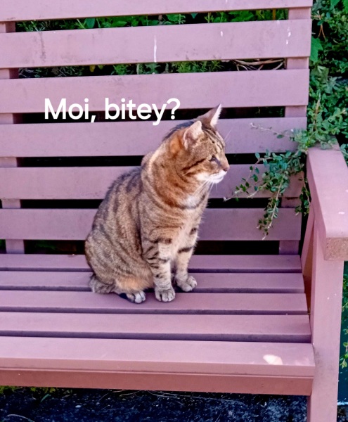 The One after the One where the Excellent Cats posed for a calendar