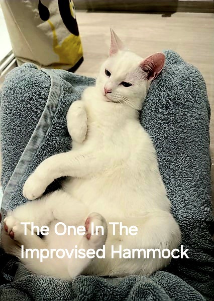 Roond and roond and up and doon - the Excellent Cats roam aboot