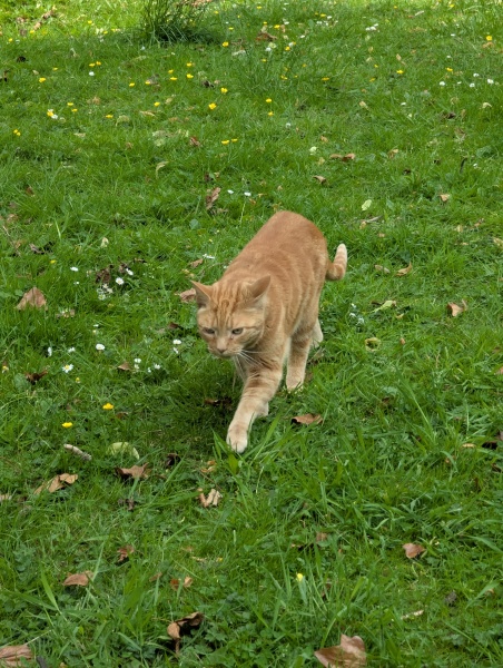 To show you my cat and her kittens for distraction and stress relief purposes?