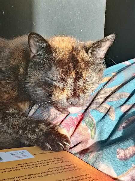 Roond and roond and up and doon - the Excellent Cats roam aboot