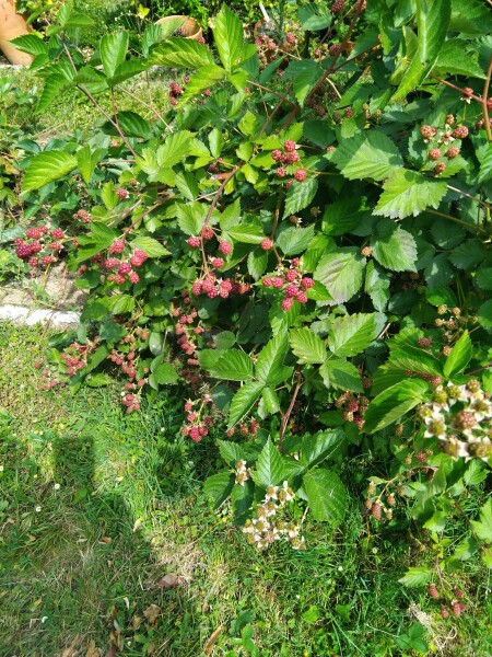 Why is this subforum so intent on removing voices that dont' agree?