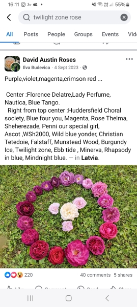 Alternatives for David Austin rose 'Munstead Wood'?