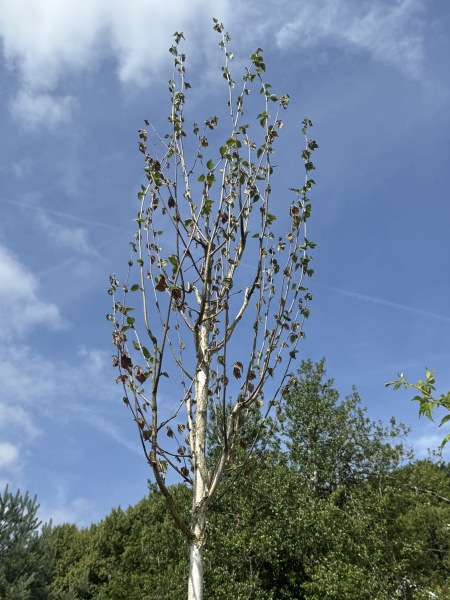 Recently planted silver birch - definitely not flourishing..