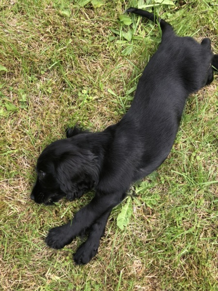 Adolescent Dog Survival Thread - for teenage dirtbags