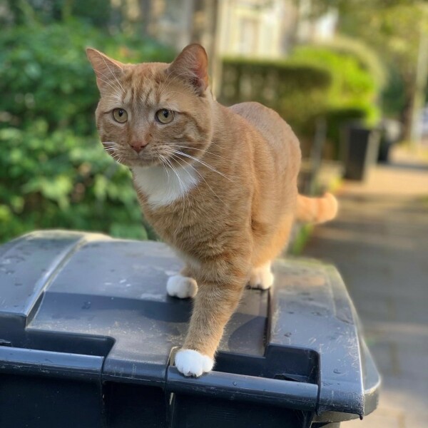 To show you my cat and her kittens for distraction and stress relief purposes?