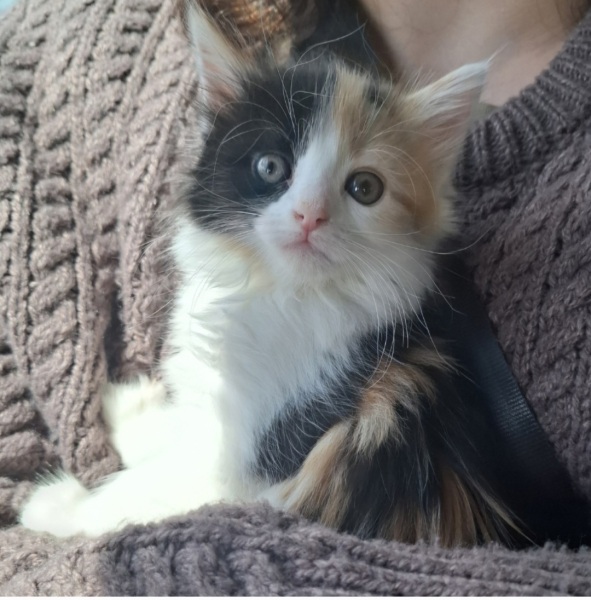 Should I shave my kittens bum?