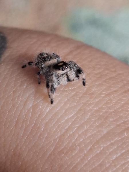 My new jumping spider.