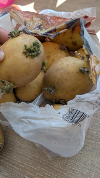 To ask if it is OK to make chips with these potatoes (photo attached)