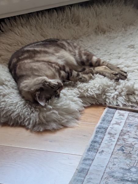 Roond and roond and up and doon - the Excellent Cats roam aboot