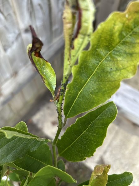 What’s wrong with my magnolia?