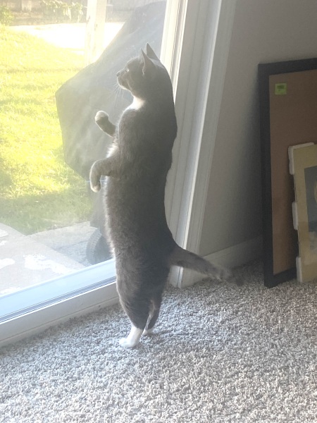 To show you my cat and her kittens for distraction and stress relief purposes?