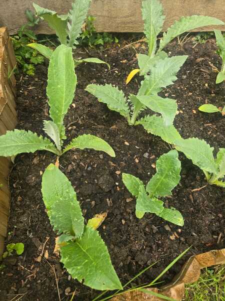 What did I planted?