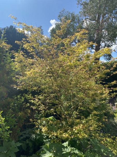 Struggling Acer