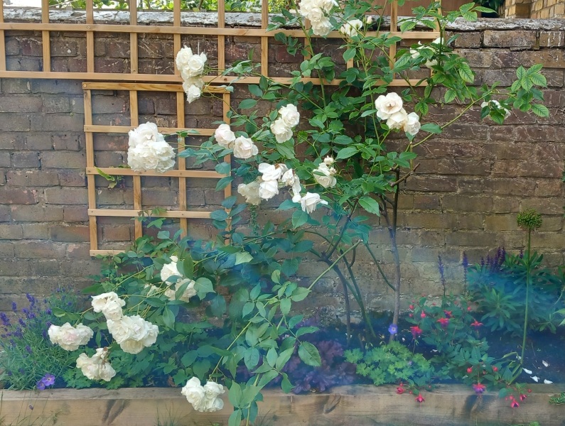 Droopy rose - help!