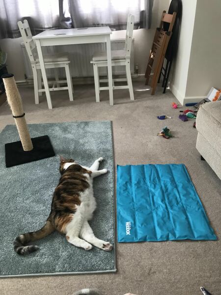 Any thoughts on cooling mats for cats ?