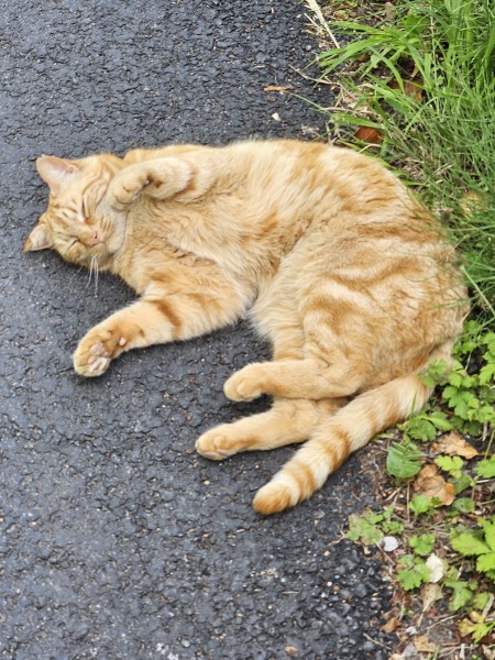 Roond and roond and up and doon - the Excellent Cats roam aboot