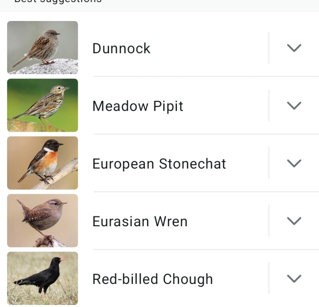 Merlin App Appreciation plus General Birding Chat