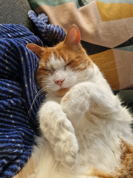 The One after the One where the Excellent Cats posed for a calendar