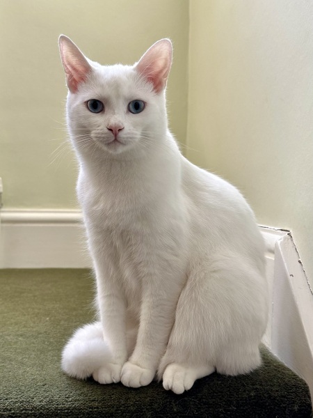 The One after the One where the Excellent Cats posed for a calendar