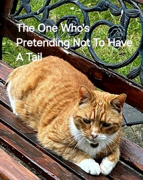 Roond and roond and up and doon - the Excellent Cats roam aboot