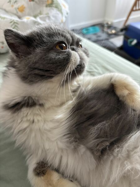 Pampered, Persian, Princess Penelope