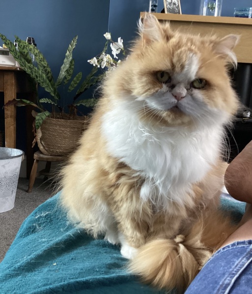 Thread 25 Starmer - Cheers for a falling out among thieves