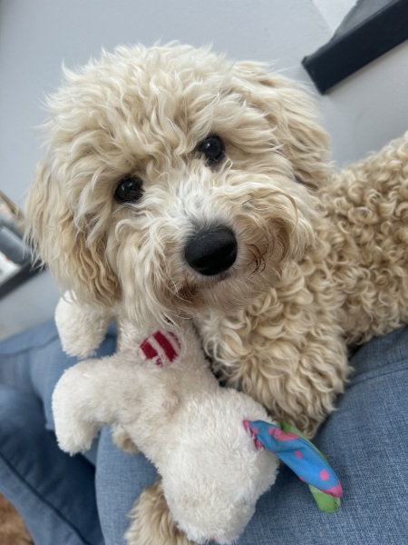 Acquired a third dog - help!