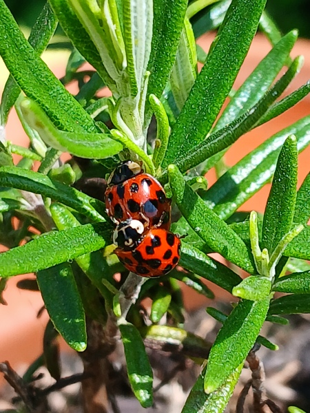 To show you my cat and her kittens for distraction and stress relief purposes?