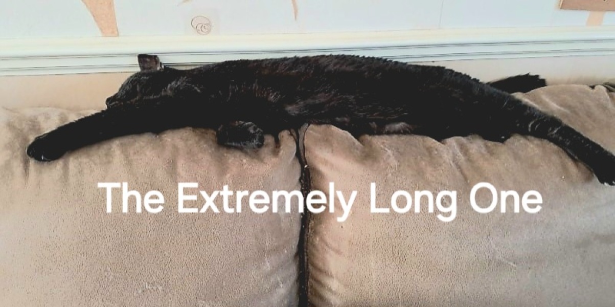 Roond and roond and up and doon - the Excellent Cats roam aboot