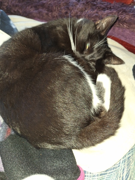 To show you my cat and her kittens for distraction and stress relief purposes?