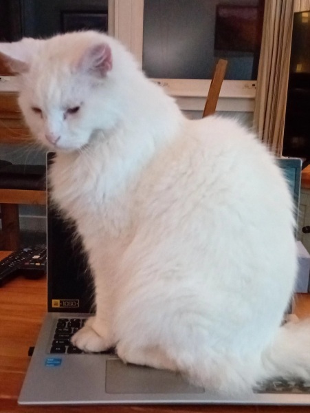 Roond and roond and up and doon - the Excellent Cats roam aboot