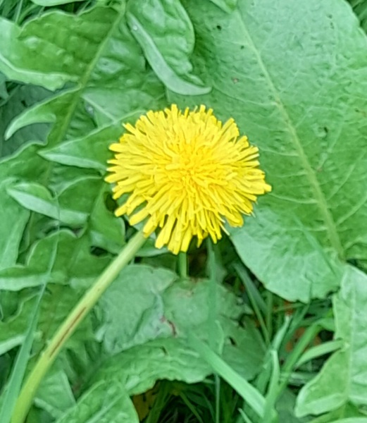 Weeds Have Rights Too !