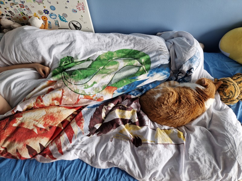 Roond and roond and up and doon - the Excellent Cats roam aboot