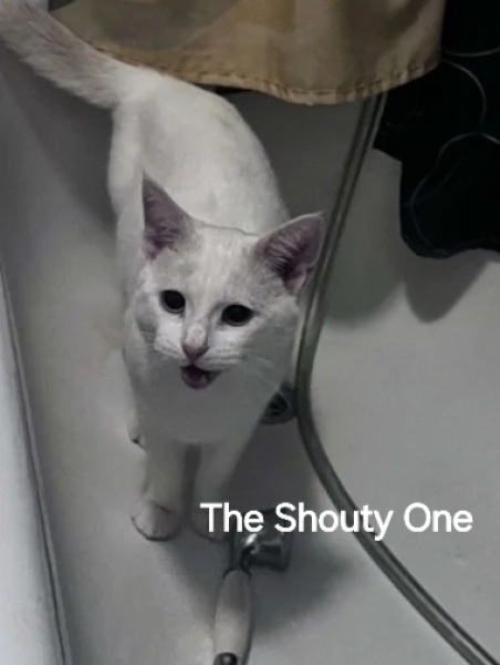 Roond and roond and up and doon - the Excellent Cats roam aboot