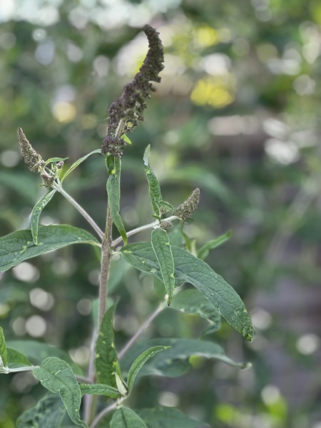 Can anyone identify this disease(?) on my buddleia?