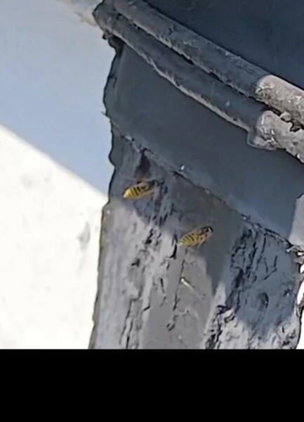 Wasp or Bee?