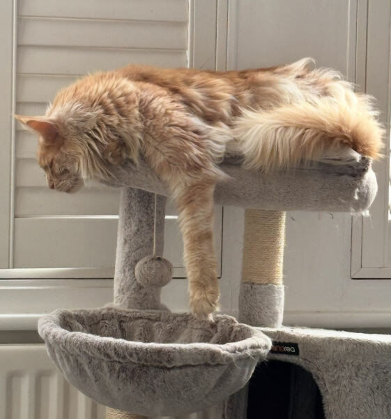 How exhausted are your cats today?