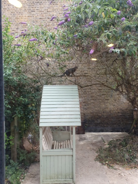 Neighbour's buddliea leaning on my shed