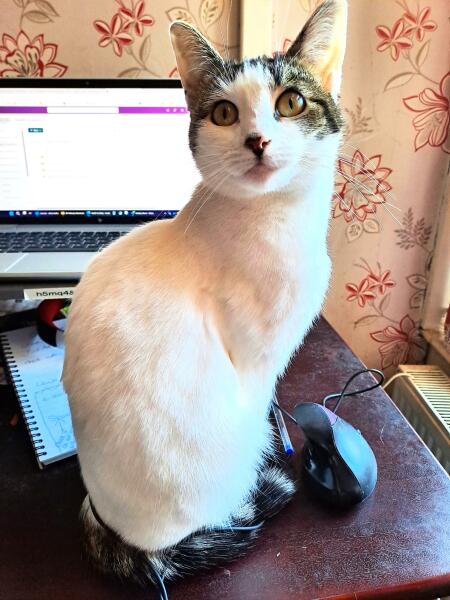 To show you my cat and her kittens for distraction and stress relief purposes?