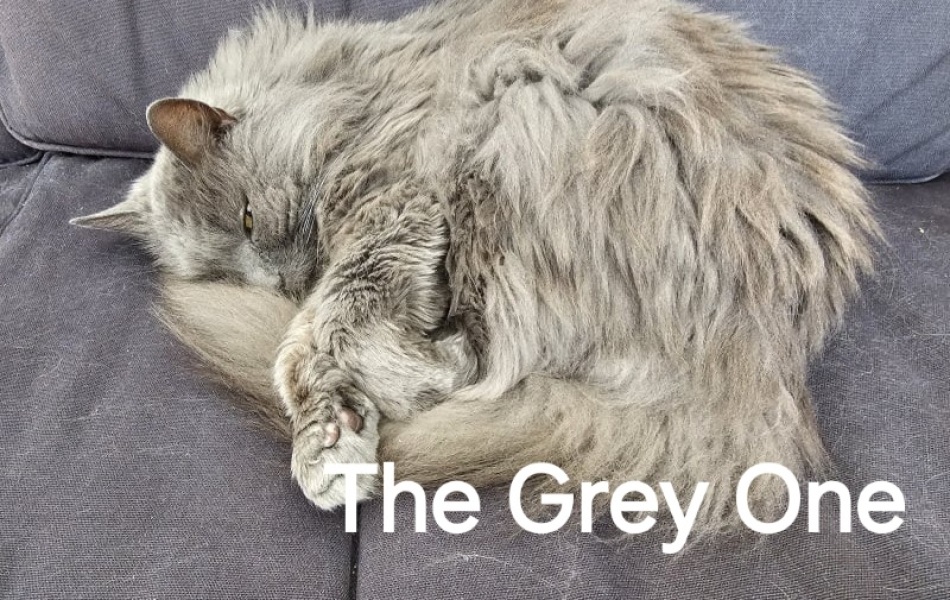 Roond and roond and up and doon - the Excellent Cats roam aboot