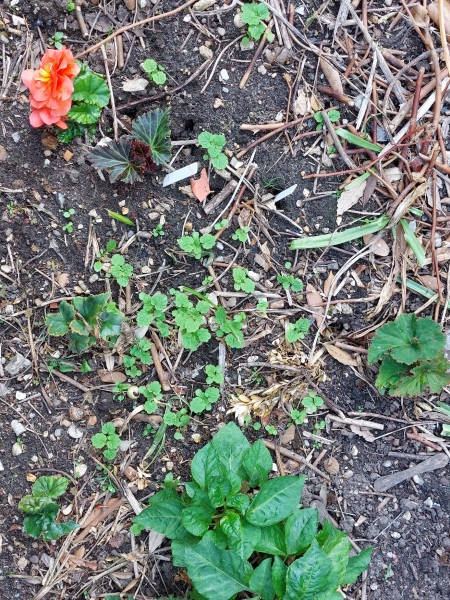 Are these poppy seedlings?