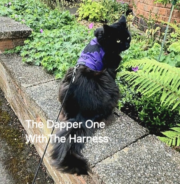 Roond and roond and up and doon - the Excellent Cats roam aboot